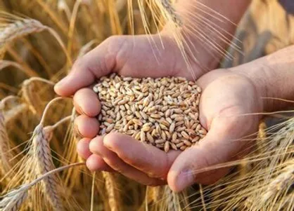 لرستانی&zwnj;ها ۵ هزار میلیارد ریال در مصرف آرد صرفه&zwnj;جویی کردند