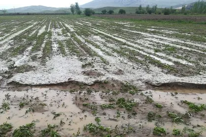 خسارت باران و تگرگ به ۱۲۰۰ هکتار از اراضی کشاورزی هرمزگان