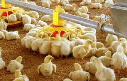 عامل افزایش ۲.۵ برابری قیمت جوجه یک روزه چه بود؟