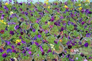 صدای پای بهار