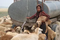 بی‌آبی غیزانیه حتی دام‌ها را از پا درآورده!