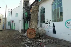 منطقه یک پایتخت در درخت کُشی رکوردار است