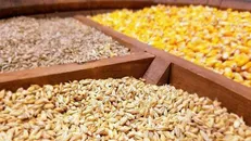 طی ۳ ماه اخیر ۲ میلیون تن نهاده دامی بین روستائیان توزیع شده است