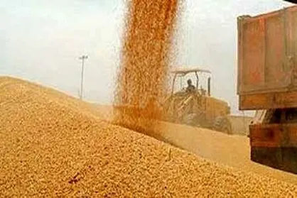 فهرست ۱۲ استان صدرنشین در میزان خرید گندم