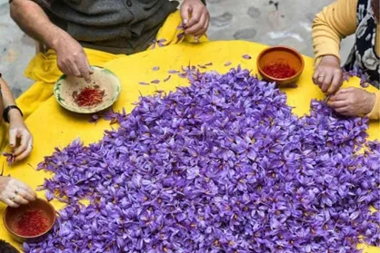 افزایش تقاضای مشتریان خارجی زعفران ایران با پیش بینی کاهش تولید این محصول