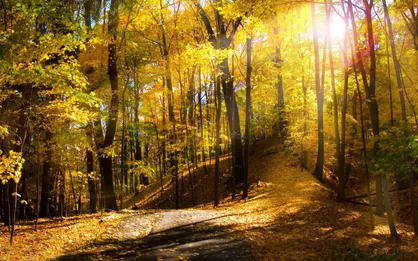 فیلم/ اینجا ایران است/ طبیعت زیبای جنگل های مازندران
