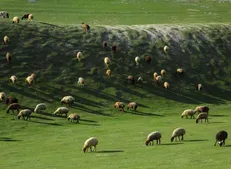 بیش از ۵۰  دام‌ غیرمجاز از مراتع استان قزوین اخراج شدند