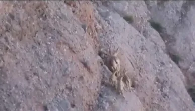 ببینید/ چهارقلو زایی بز وحشی در منطقه حفاظت شده سبزکوه