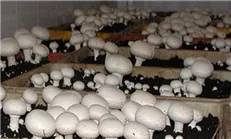 ۱۰ نفر تاکنون بر اثر مصرف قارچ سمی، جان خود را از دست داده‌اند
