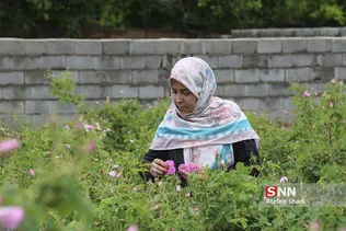 گل محمدی