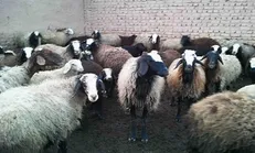 برنامه‌ای که گره از کار بیکاران پرهمت باز می‌کند