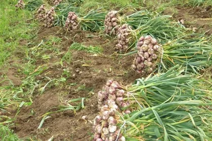 ضرورت خرید تضمینی سیر شهداد از سوي سازمان تعاونی روستایی به منظور حل مشکل کشاورزان