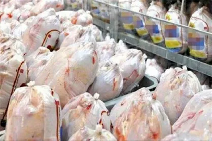 آغاز جمع&zwnj;آوری مرغ مازاد با استفاده از تسهیلات تشکل&zwnj;ها و اتحادیه&zwnj;ها