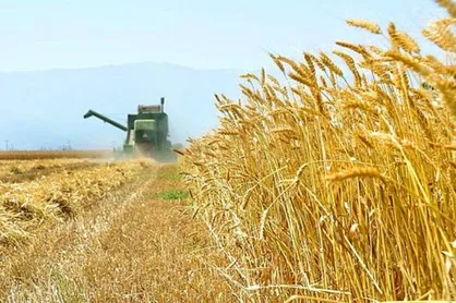 پیش&zwnj;بینی خرید ١٠.۵ میلیون تن گندم در سال زراعی جاری