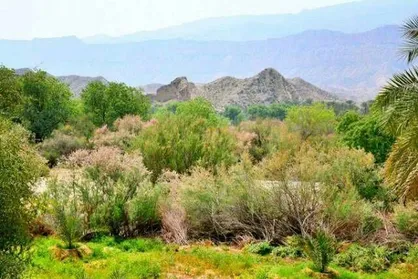 مقاومت غلط اقتصادی برای مرگ درخت