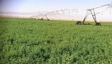 مصوبه واگذاری شرکت کشت و صنعت مغان به بخش خصوصی لغو شد / تلاش برخی نزدیکان دولت برای فعالیت‌های غیرقانونی!