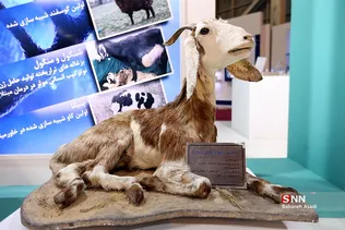 بازدید