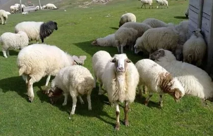 امسال تعداد دام سبک ۱.۵ درصد کاهش یافت