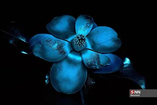 New