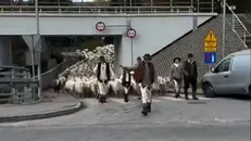 ترافیک گوسفندی در لهستان؛ عبور گله‌ای بزرگ از گوسفندان از جاده