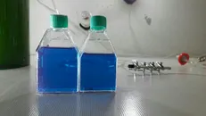 استخراج رنگدانه پروتئینی به همت پژوهشگران بجنوردی / برای عملی کردن ایده‌ها، منتظر کسی نباشید