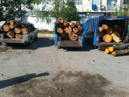 قاچاق نگران&zwnj;کننده چوب برای تولید کاغذ/ مهلت ۳ساله برای طرف قرارداد&zwnj;های سازمان جنگل&zwnj;ها به اتمام رسیده است