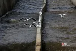 پرندگان مهاجر