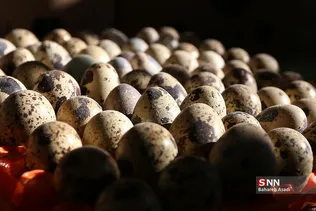 بازدید خبرنگاران از طرح‌های اقتصاد مقاومتی استان مازندران