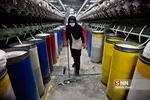 پنبه