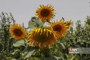 آفتاب گردون