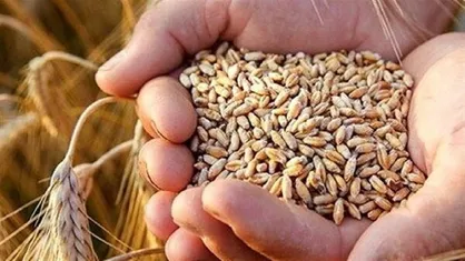 ۳۹۰ هزار تن بذر اصلاح&zwnj;شده گندم میان کشاورزان کشور توزیع شد