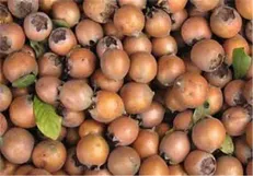 با خواص و مضرات ازگیل آشنا شوید