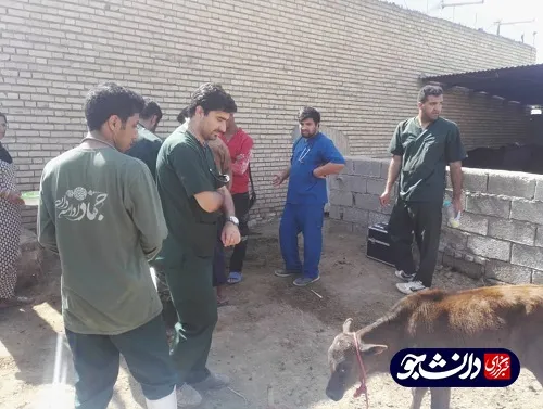 فعالیت جهادگران بسیج دانشجویی دانشگاه آزاد شوشتر در مناطق سیل زده شعیبیه