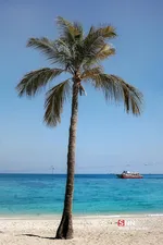 صثفصل