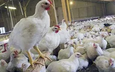 طهماسبی: مرغ سایز سالم‌تر است و صرفه اقتصادی بیشتری برای تولیدکننده دارد
