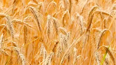 فارس ۱۰ درصد امنیت غذایی کشور را تأمین می‌کند