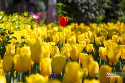 باغ ایرانی میزبان لاله&zwnj;های بهاری