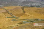 برداشت گندم