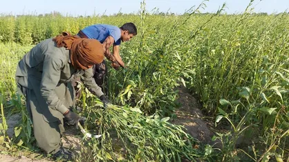 پیش &lrm;بینی برداشت ۲۱۰۰ تن کنجد در سیستان و بلوچستان