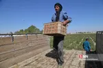برداشت گوجه
