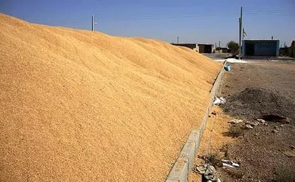 آغاز رسیدگی به پرونده کشف ۱۸۶ تن گندم تقلبی در اردبیل