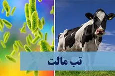 افزایش نگران‌کننده تب مالت در کهگیلویه و بویراحمد/ ۱۳۴۵ مبتلا و هشدار درباره مصرف لبنیات غیرپاستوریزه