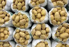 عرضه گسترده میوه و سیب‌زمینی توسط سازمان تعاون روستایی در سراسر کشور