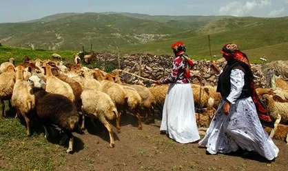 تولید سالانه ۲۵ درصد گوشت قرمز مورد نیاز کشور توسط عشایر