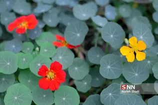 صدای پای بهار