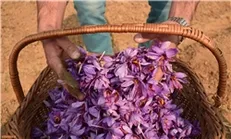 قرارداد آتی زعفران در بورس کالای ایران راه اندازی می‌شود