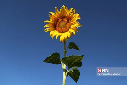 مزرعه گل های آفتابگردان