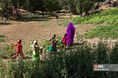پیدایش خشونت‌هایی با گروکشی کیفری در خانوداه‌ها/ «امنیت زنان» در پستوی دولت خاک می‌خورد