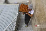 زولبیا