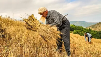 تعویق&zwnj;های پی&zwnj;درپی و ابهام در اعلام نرخ خرید تضمینی گندم همچنان ادامه دارد